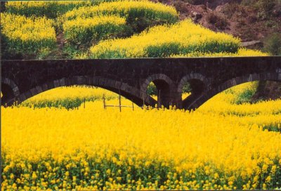 yellow flowers.jpg
