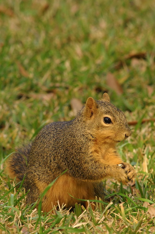 Sqrl2135.jpg
