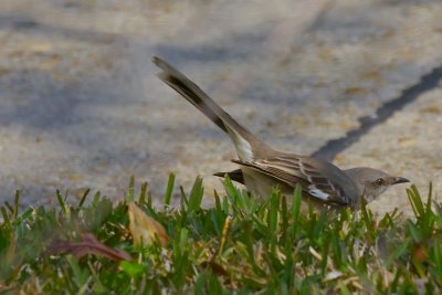 MkBird70106.jpg