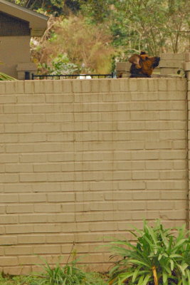 JumpingDog1.jpg