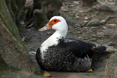 Duck-3521.jpg