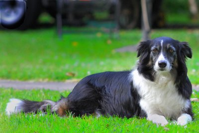 SHEEPDOG0006.jpg