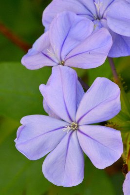 Flwrs51370010.jpg