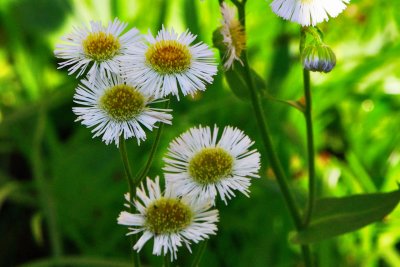 Flwrs51370021.jpg