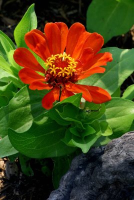 Flwrs51370039.jpg