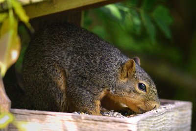 Squirrel31.jpg