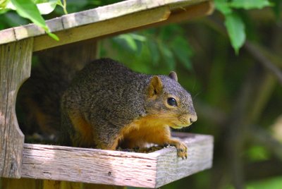 Squirrel0029.jpg