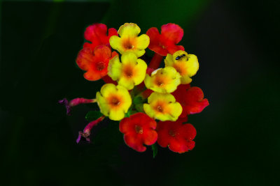 Flower & Ant1.jpg