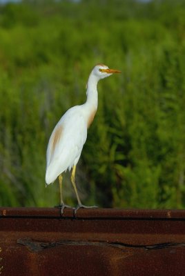 FuchnCBird.jpg