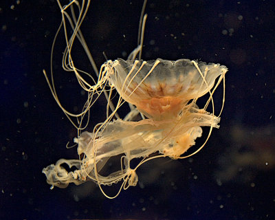 Jellyfish at the Monterrey Aquarium
