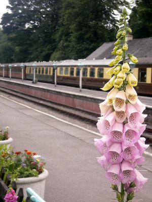 Flowers - Grossmont Station
