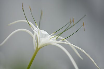 Petronas garden flower.jpg