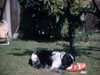 Cheddy 1960.jpg