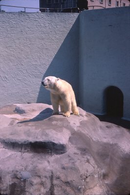 Bristol Zoo  Summer  1967.jpg