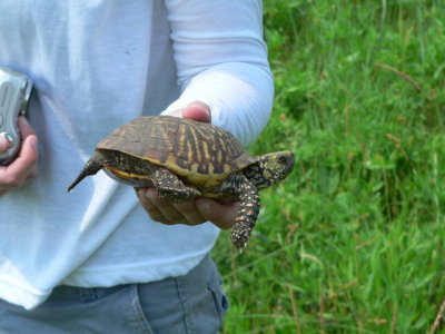 male Ornate Box Turtle
Terrapene carolina ornata
or
T ornata ornata