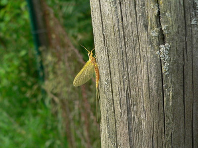 Damselfly