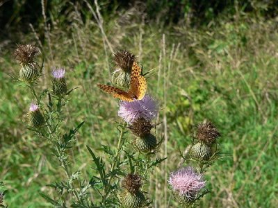Great Spangled Fritillary