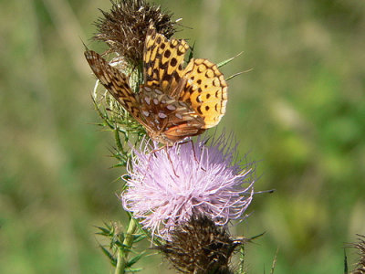 Great Spangled Fritillary