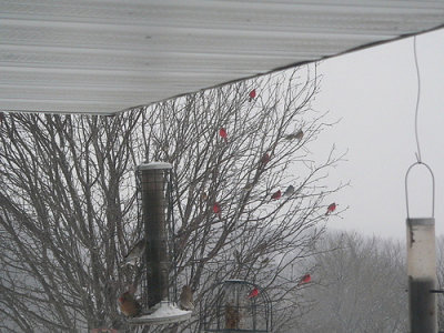 Winter Cardinals