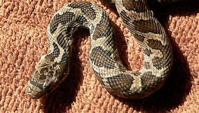 Fox Snake
Pantherophis vulpina
last year's young, detail
compare head color with adult