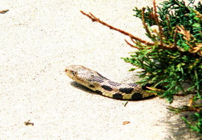 adult Fox Snake
Pantherophis vulpina
