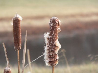 Cattails
Lilypons MD