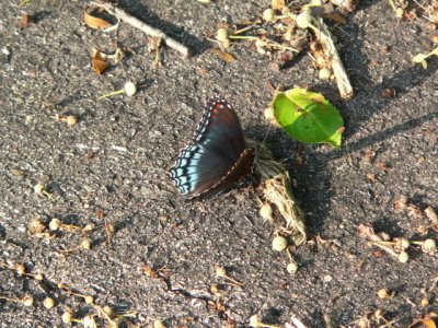 Red-spotted Purple