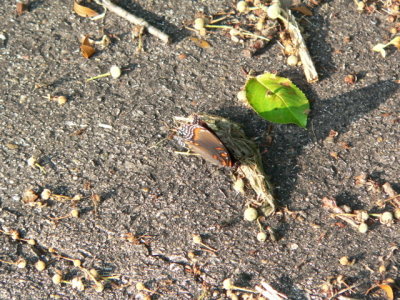 Red-spotted Purple
