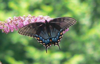 female black phase 
Eastern Tiger Swallowtail