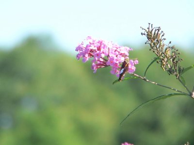 Silver-spotted Skipper