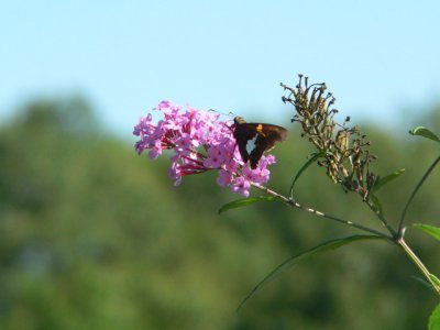 Silver-spotted Skipper on Butterfly Bush