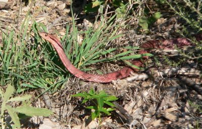 W Coachwhip Snake
Masticophis flagellum testaceus
Rio Grande Bosque near Albuquerque NM