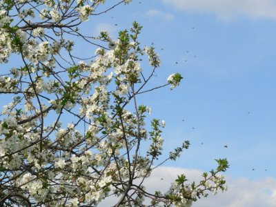 Butterfly Swarm & cherry blossoms
