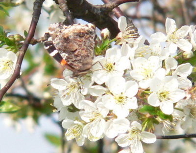 Red Admiral