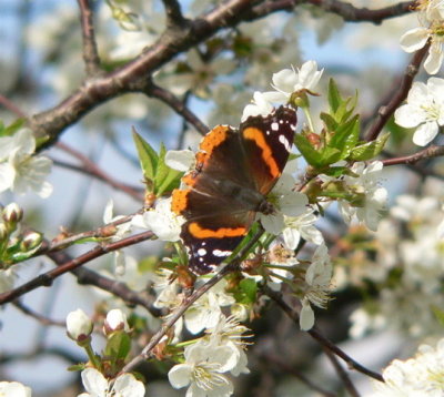 Red Admiral