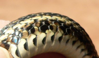 young Plains Garter Snake
Thamnophis radix
detail
