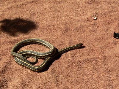 young Plains Garter Snake 
Thamnophis radix