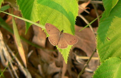 Little Wood-Satyr