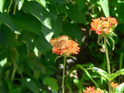 Great Spangled Fritillary