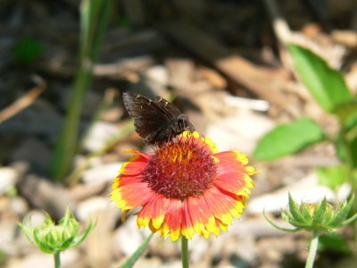 N Cloudy-wing