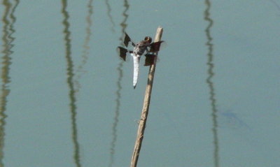 Common Whitetail