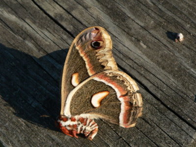 Cecrophia moth