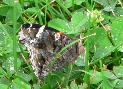 Red Admiral