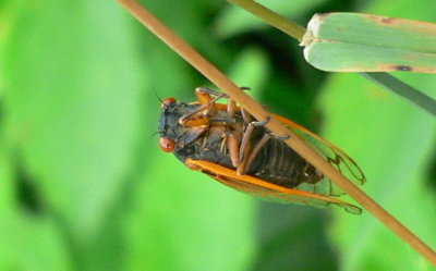 P1070483_1.jpg
