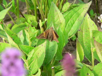 Silver-spotted Skipper