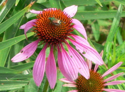 P1070528_1.jpg