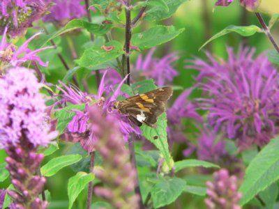 Silver-spotted Skipper