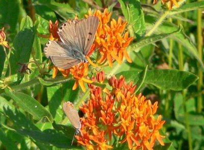 Gray Copper and
Coral Hairstreak [below]
