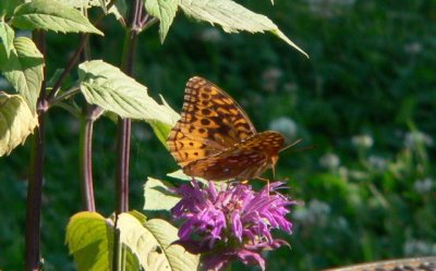 Great Spangled Fritillary