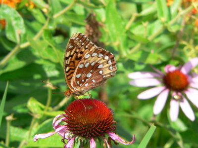 Great Spangled Fritillary